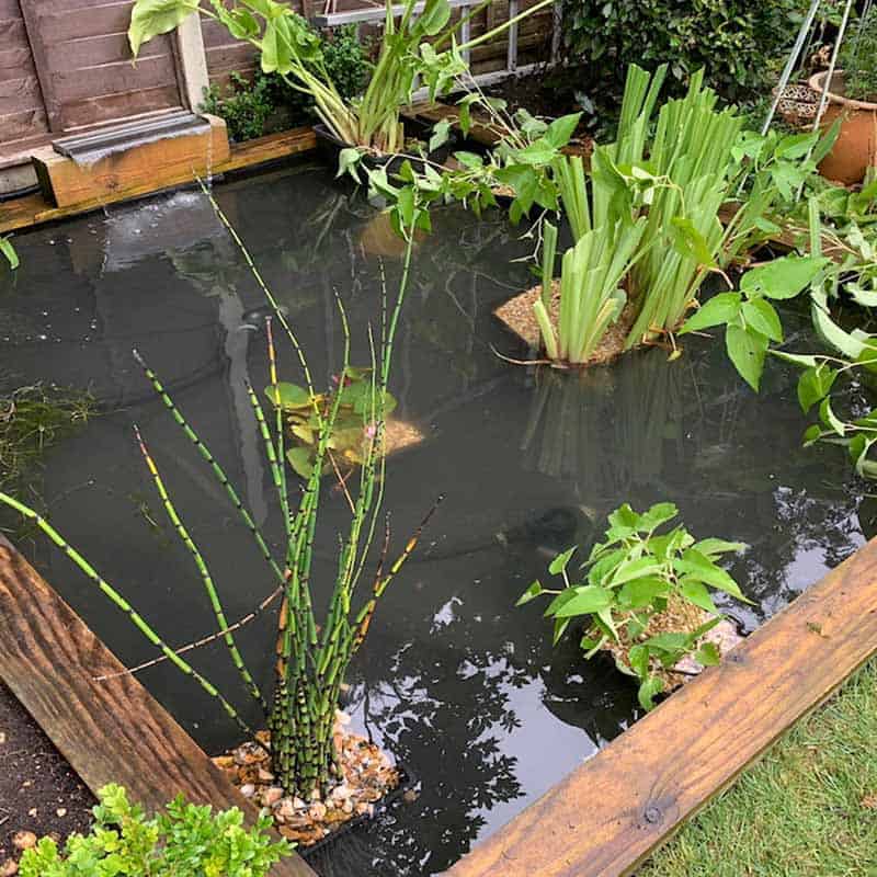 Removing blanket weed from a pond in Clevedon
