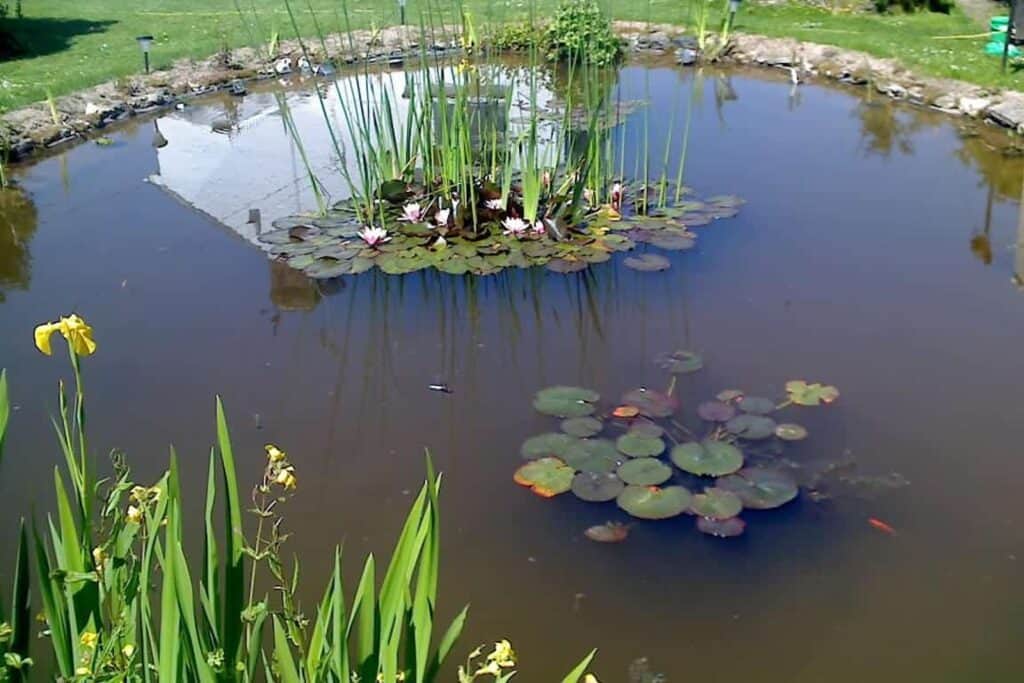 Wildlife Pond completed by Turtle Productions
