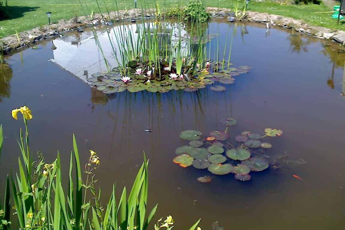 Wildlife Pond completed by Turtle Productions